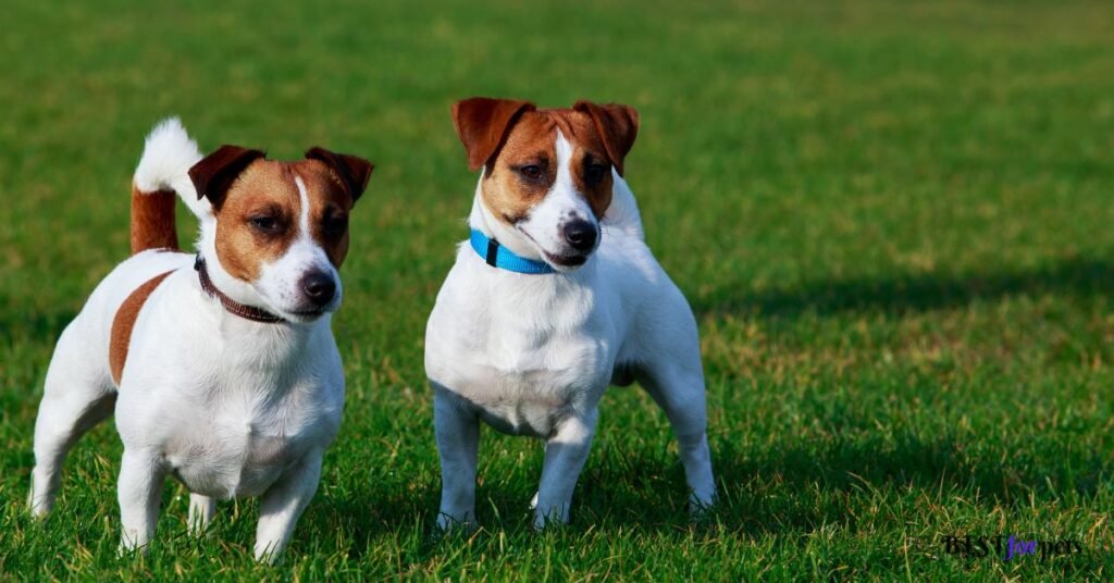 Jack Russell Terrier puppies for sale in india
