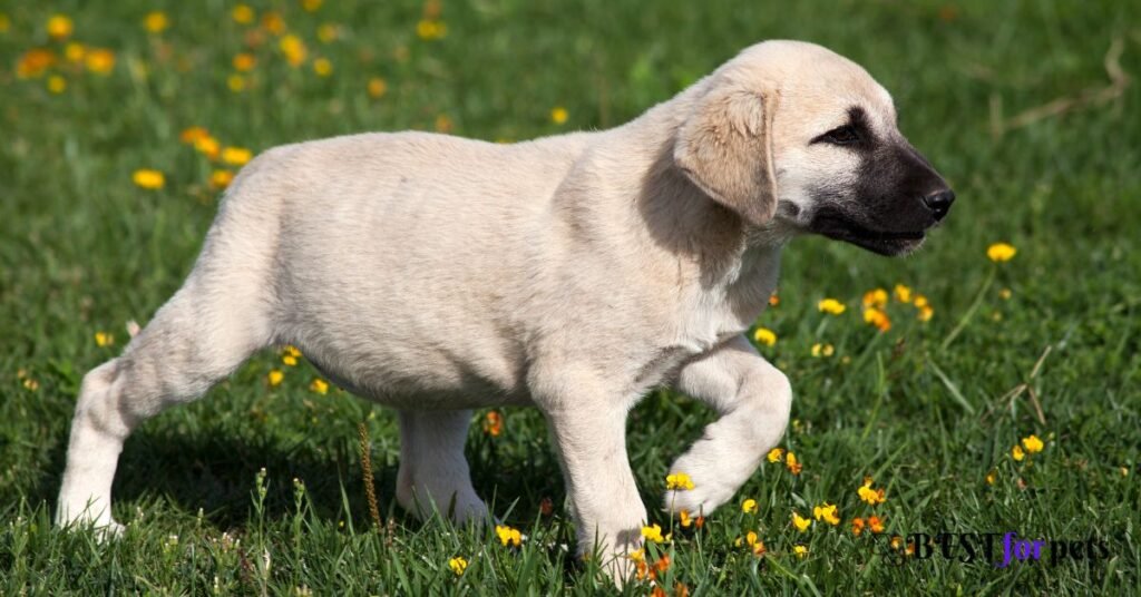 Kangal puppies for sale in india