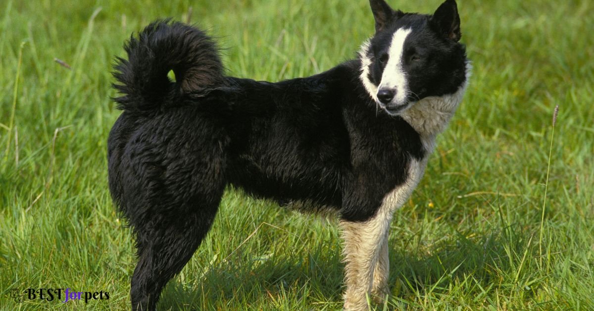 Karelian Bear Dog breeder in india