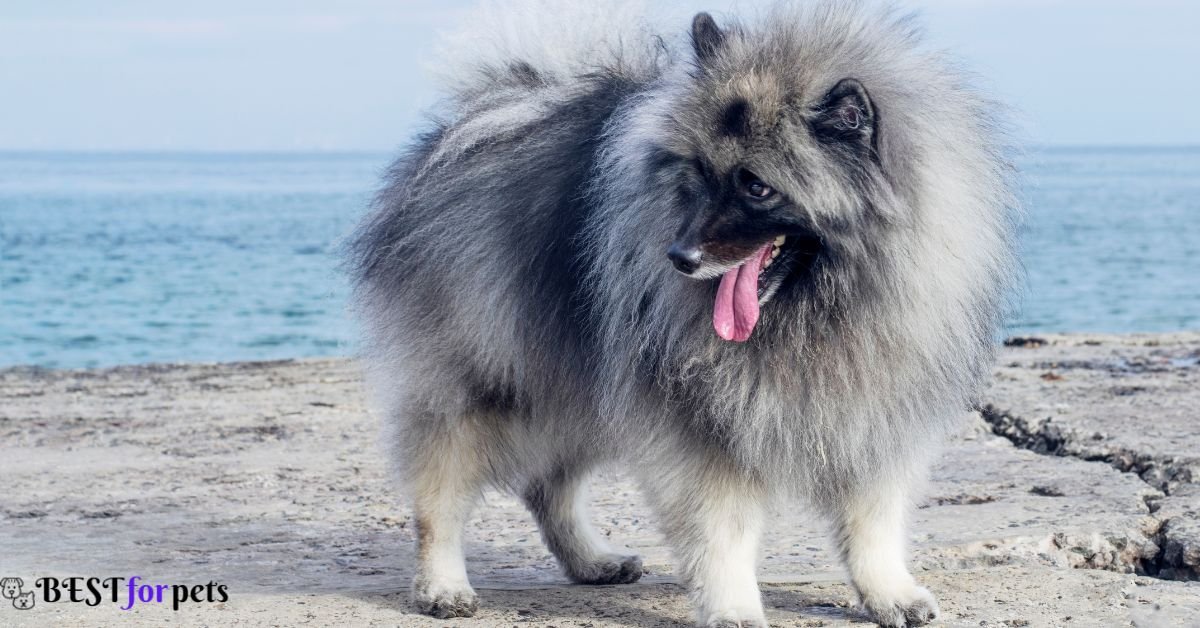 Keeshond Dog price in india