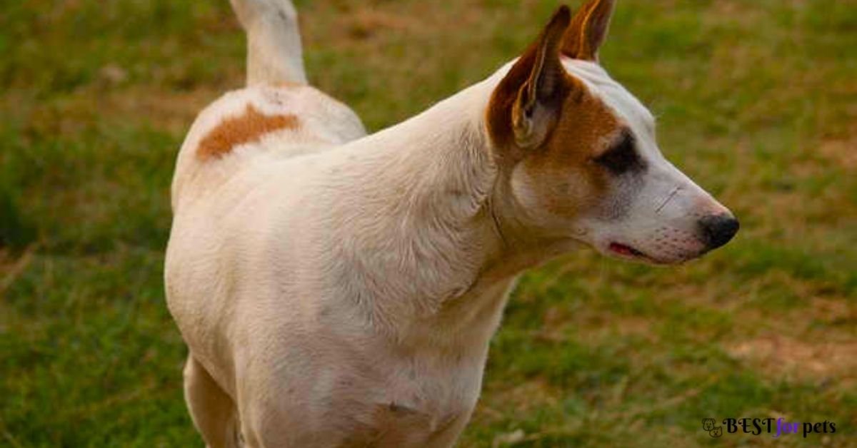 Pandikona Dog breeder in india
