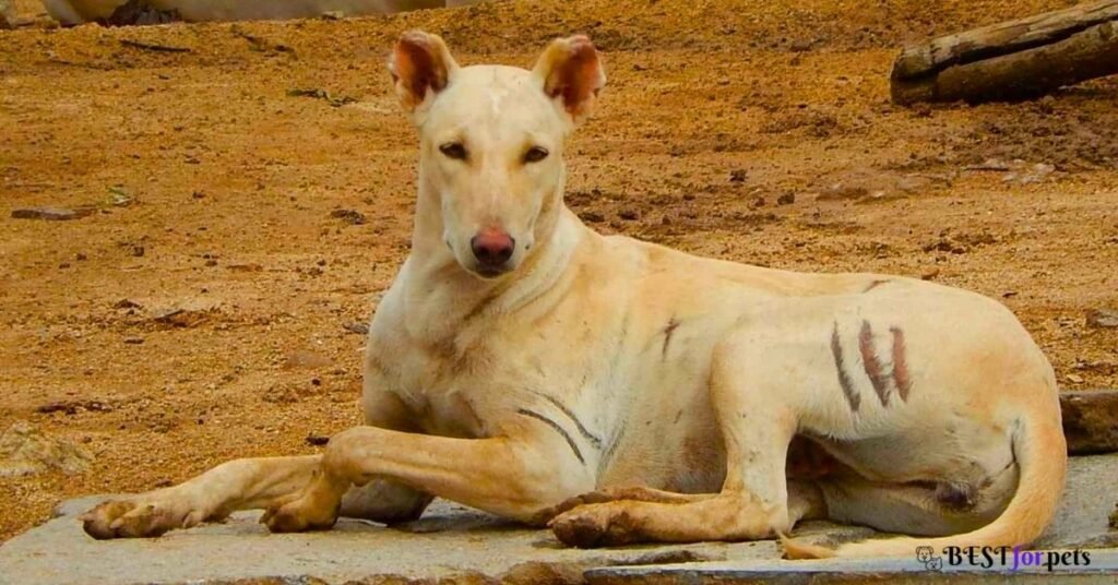 Pandikona Dog puppy price in india