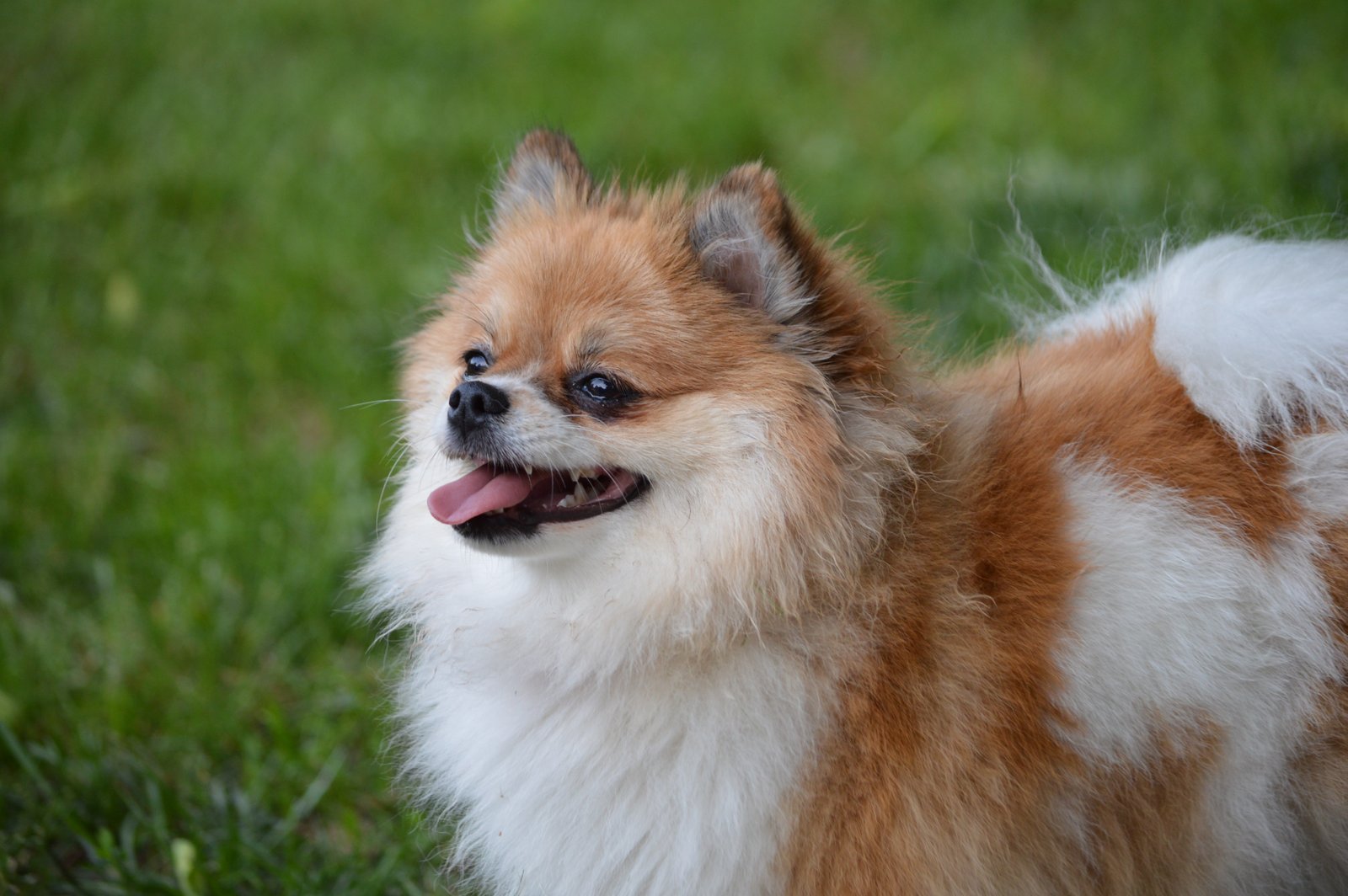 Pomeranian puppy for sale in india