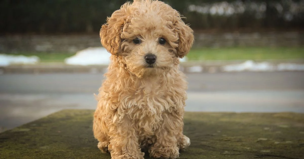 Apricot 2025 poodle price