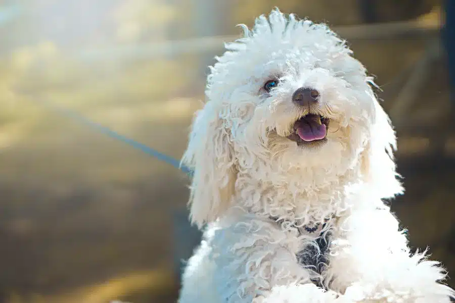 Poodle dog purchase in india