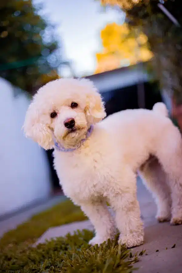 Poodle dog price in india