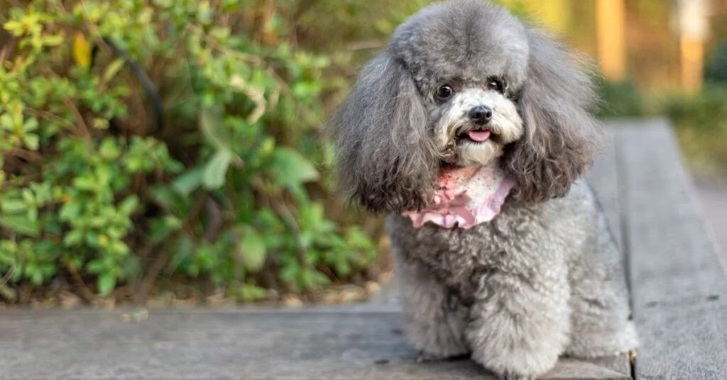 Poodle sale in india