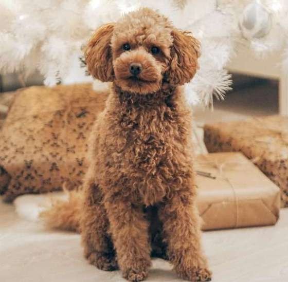 Poodle Price In India (March 2024) Toy Poodle