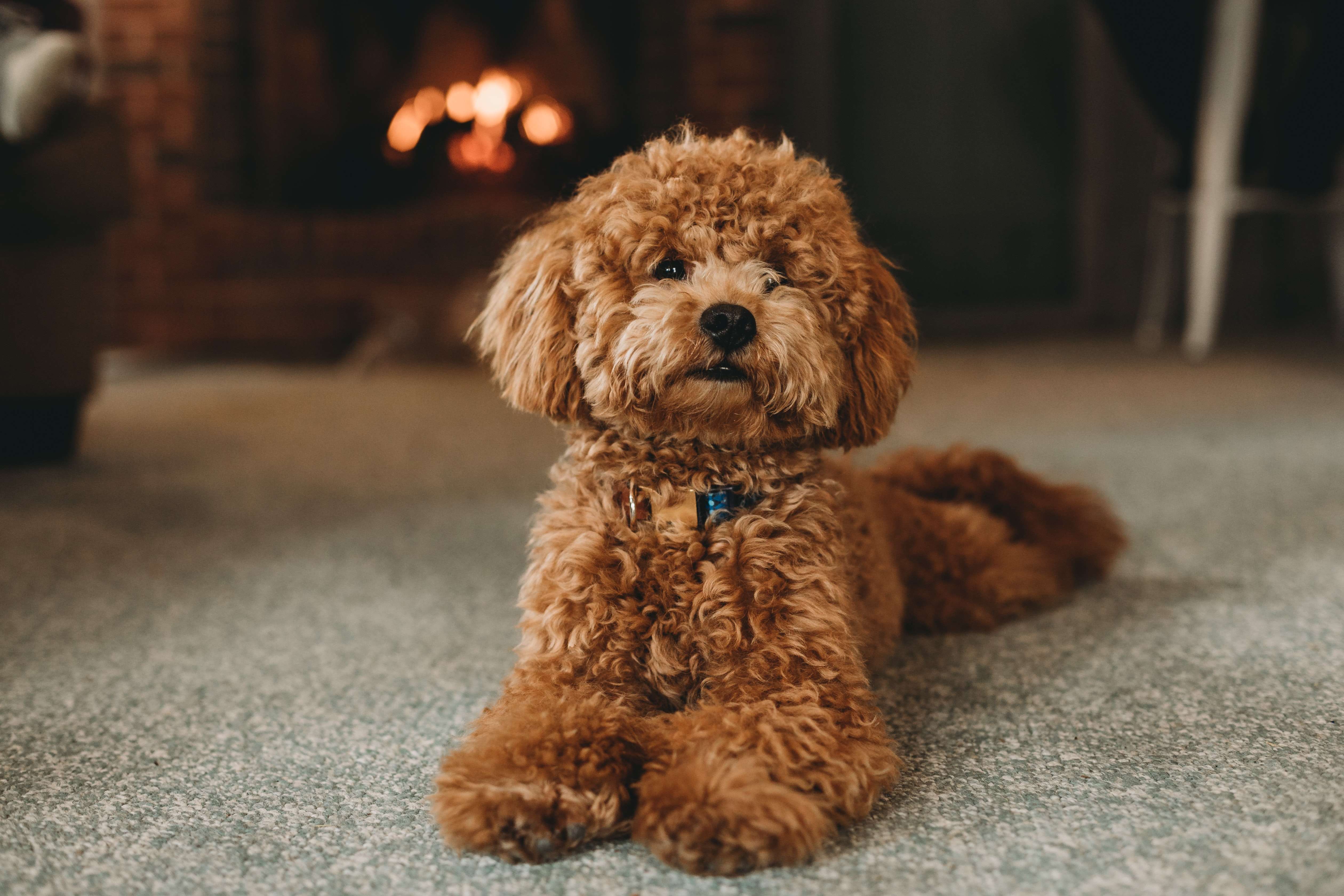 Poodle breeders in india