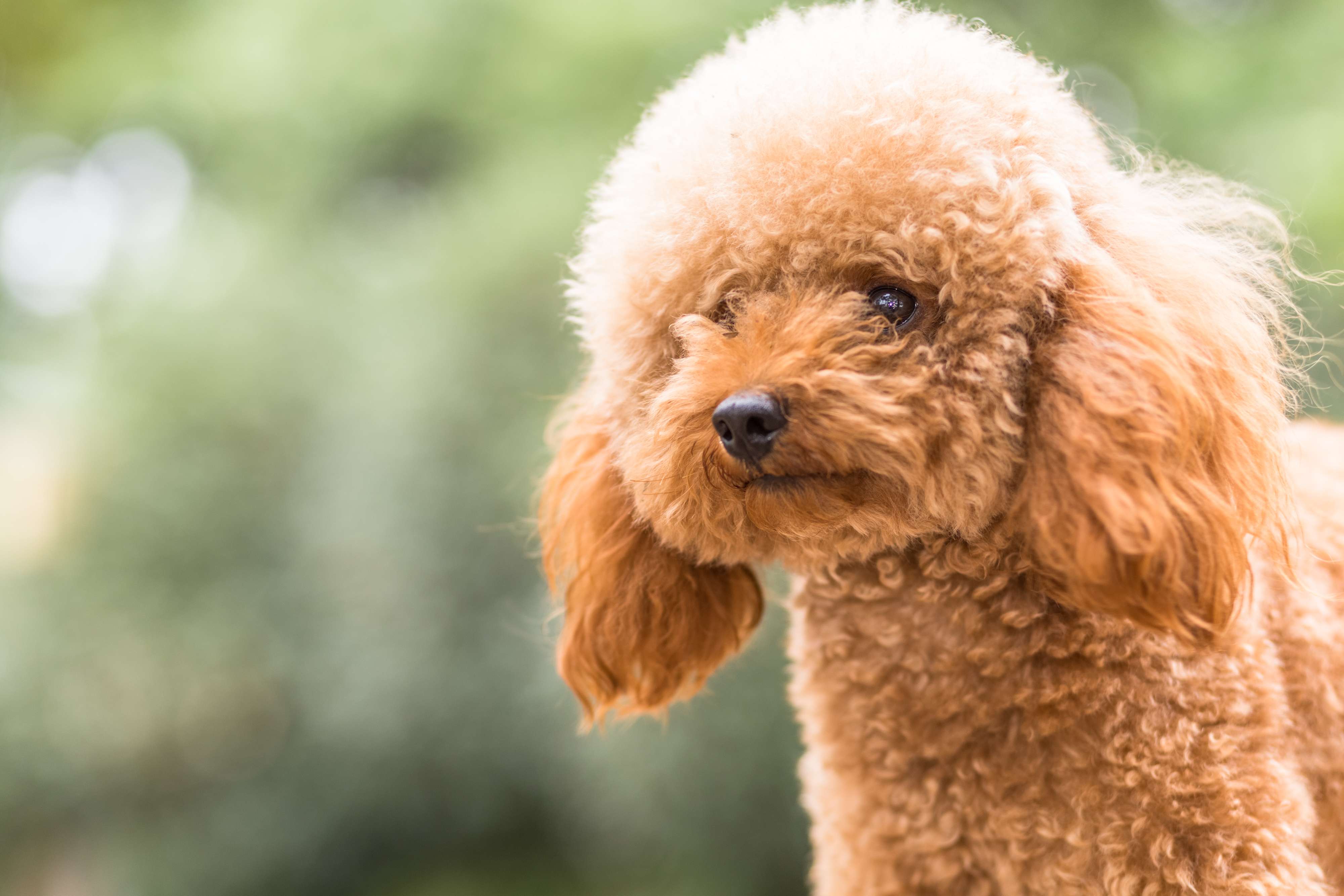 Poodle dog purchase in india