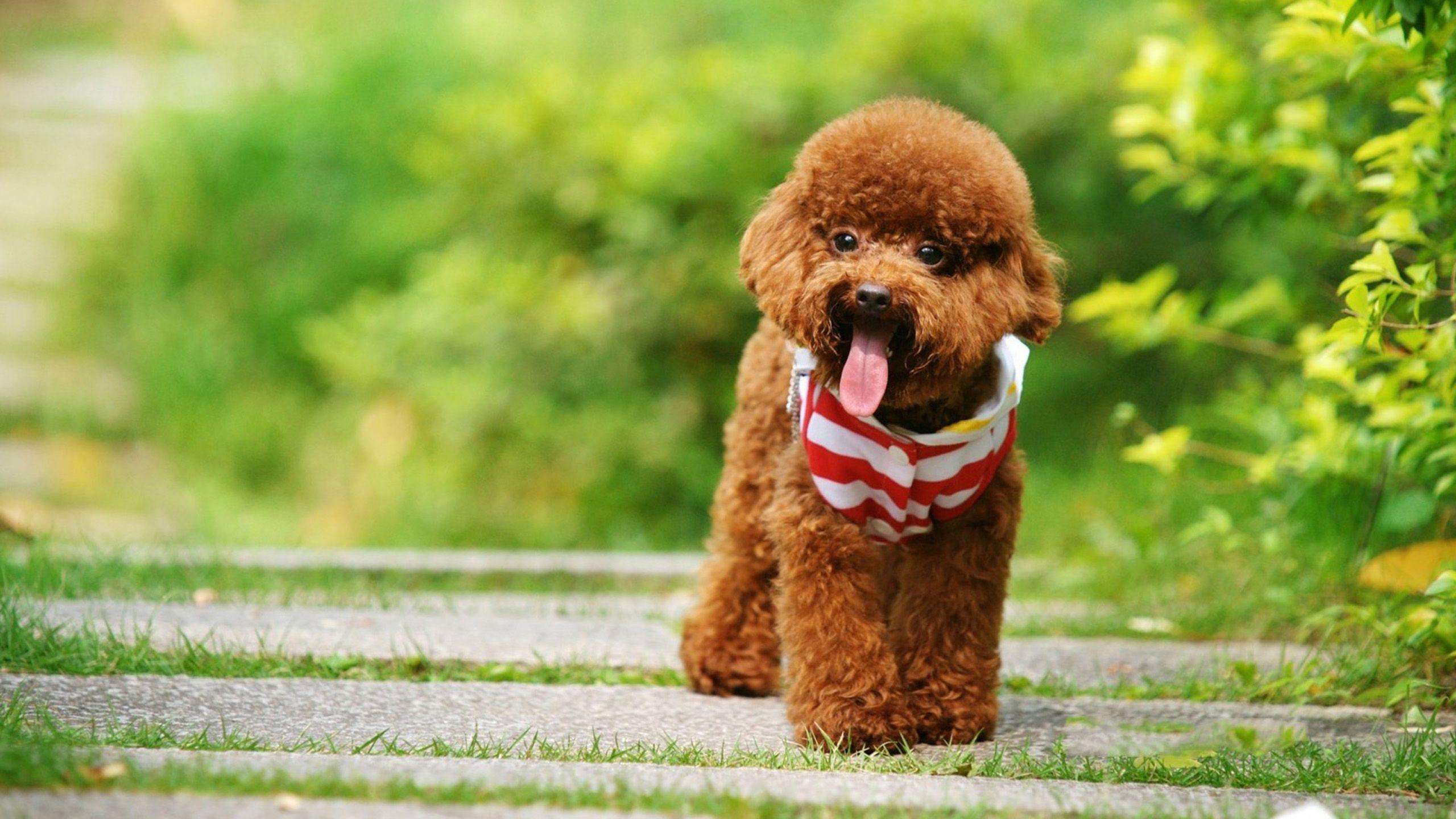 Poodle sale in india