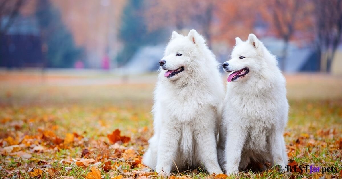 Samoyed Dog puppies for sale in india