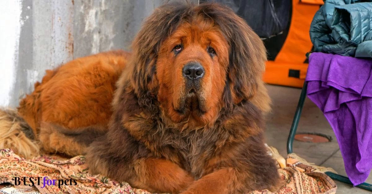Tibetan Mastiff puppy price In India