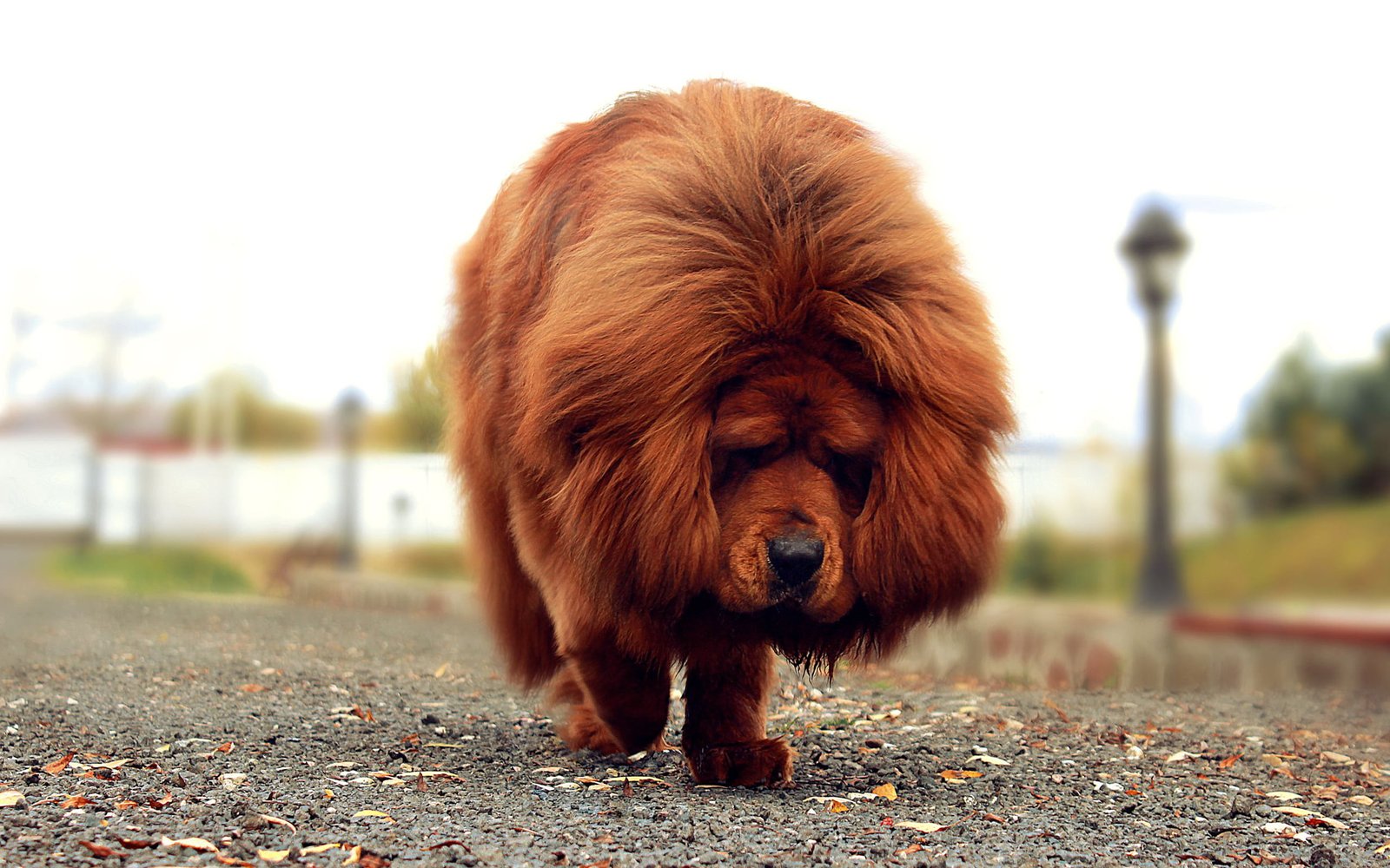Tibetan Mastiff puppy purchase In India