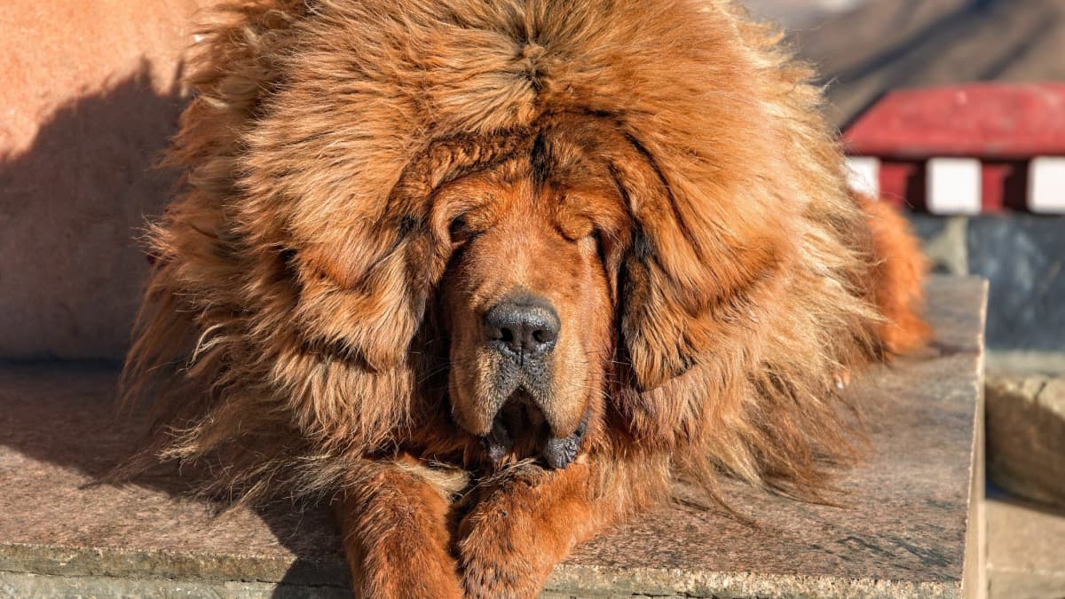 Tibetan Mastiff female puppy price In India