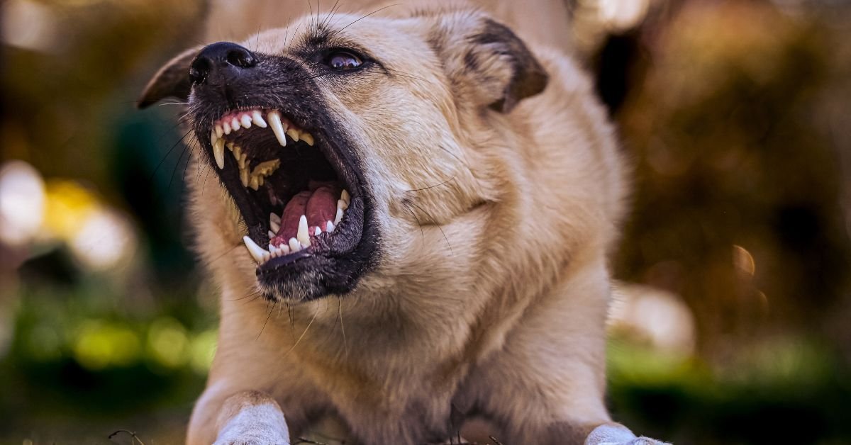 Most Aggressive Dog Breeds In The World