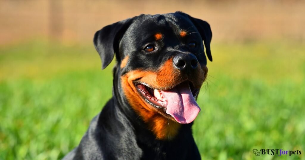 Rottweiler- Most Aggressive Dog Breed In The World