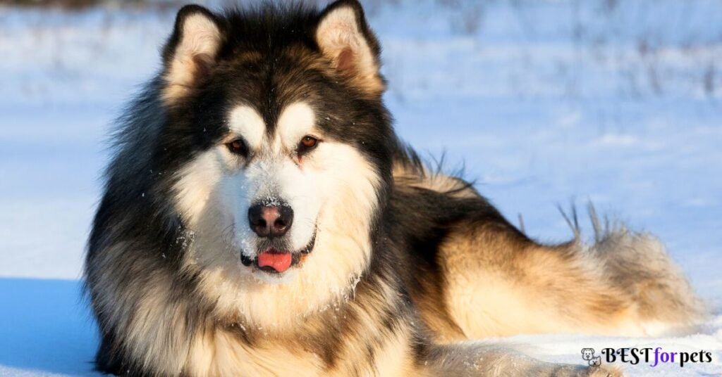 Alaskan Malamute - Most Aggressive Dog Breed In The World