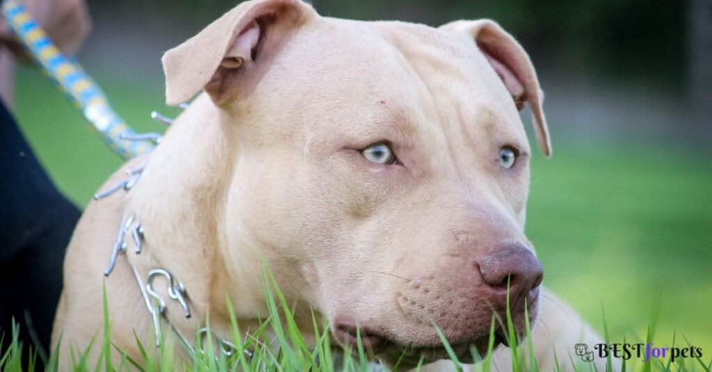 American Bully Vs Pitbull Dog