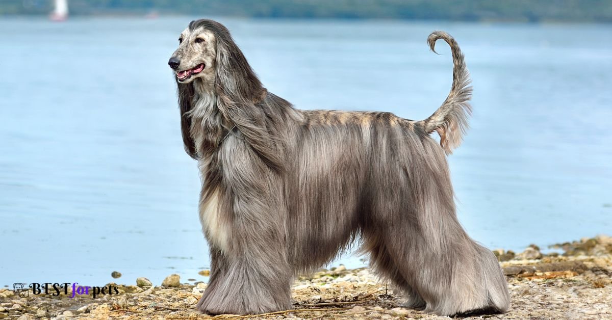 Ancient Dog Breeds With Rich History And Heritage