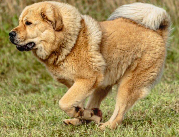 Tibetan Mastiff-Ancient Dog Breed