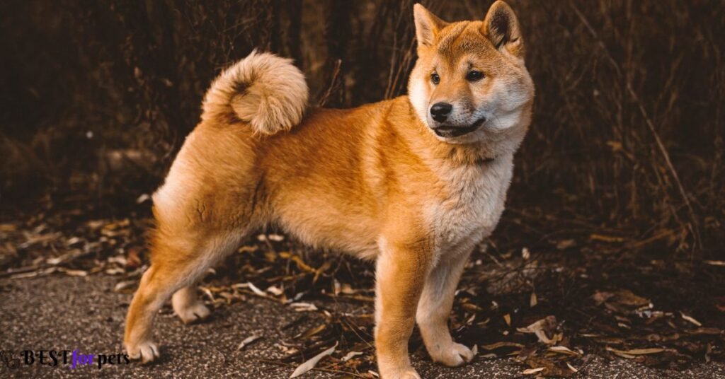 Shiba Inu-Ancient Dog Breed