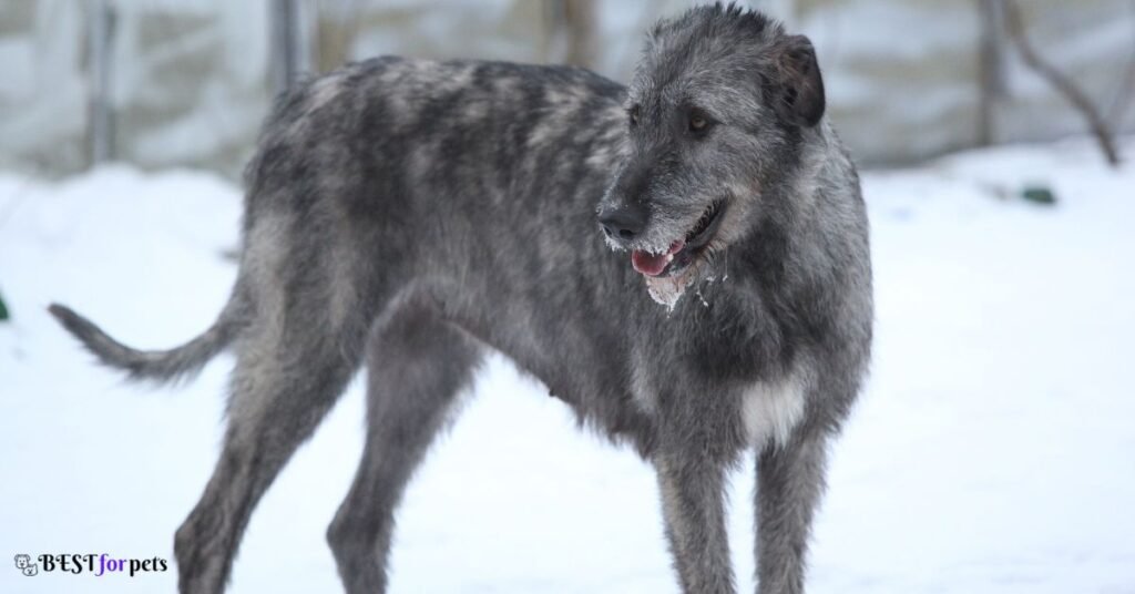 Irish Wolfhound-Ancient Dog Breed