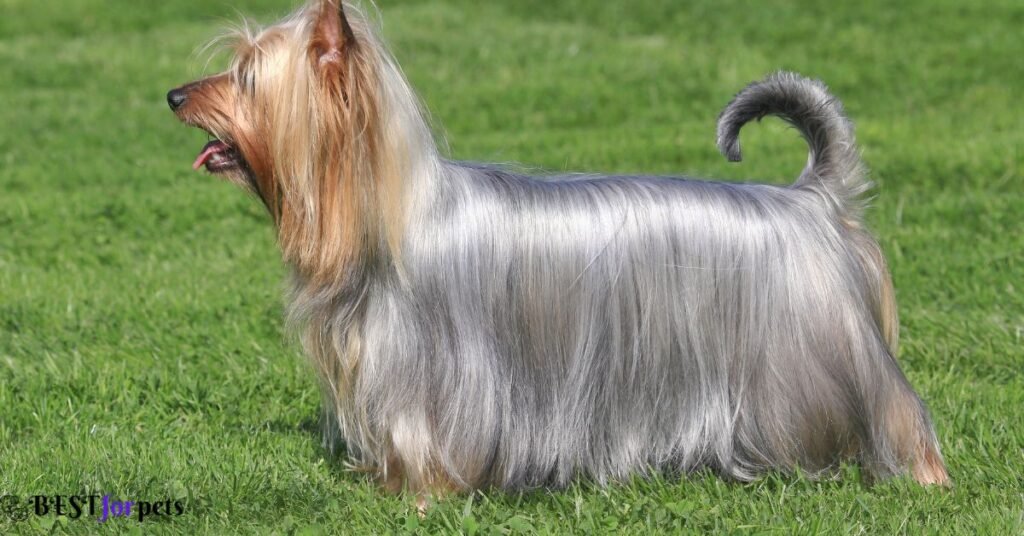 Australian Silky Terrier-Stunning Australian Dog Breed
