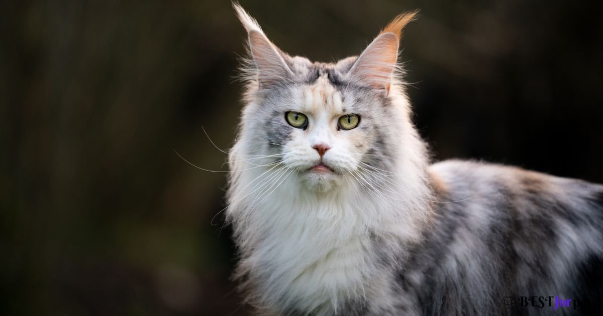 Maine Coon- Best Cat Breed For Kids