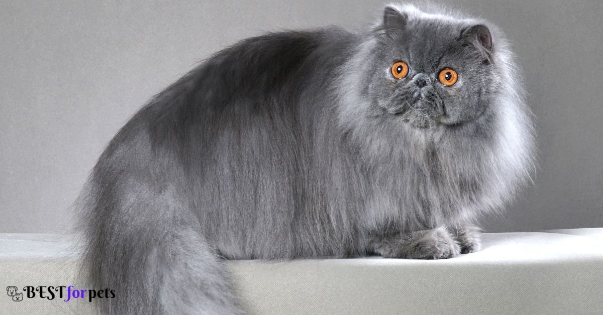 Persian - Best Cat Breed For Kids