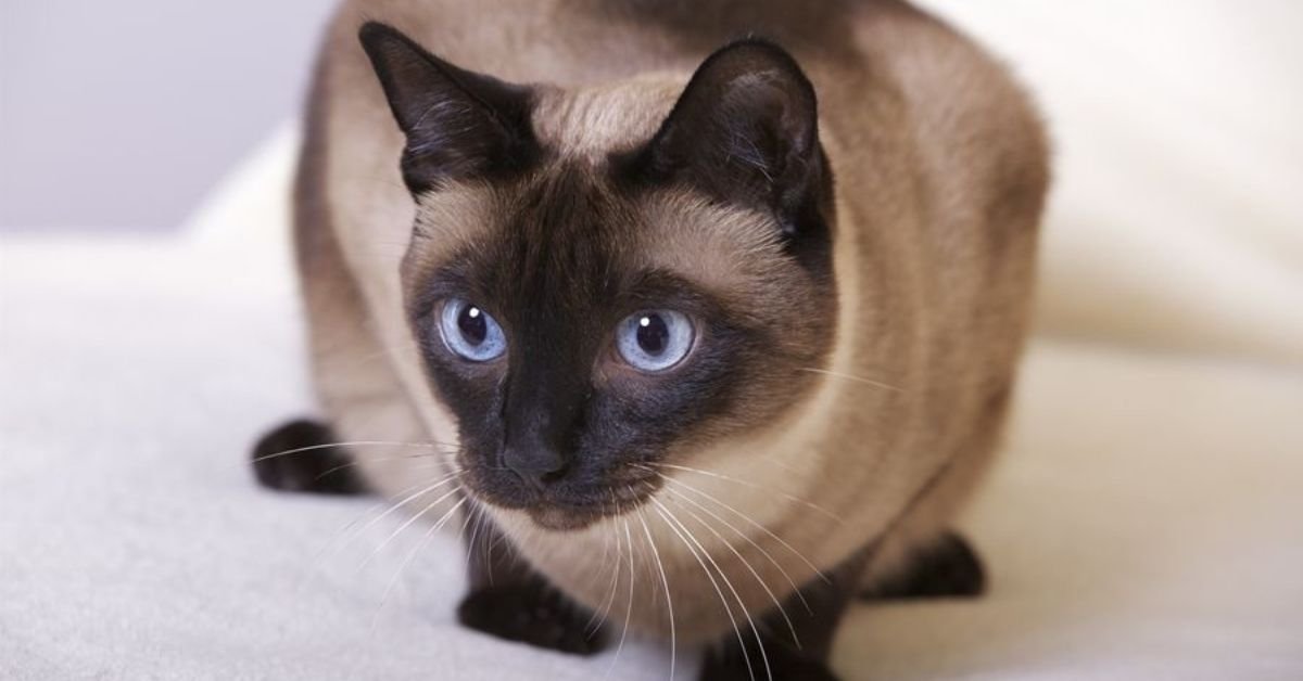 Siamese - Best Cat Breed For Kids