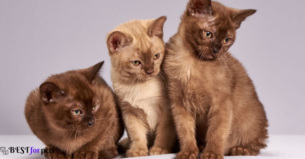 Burmese - Best Cat Breed For Kids