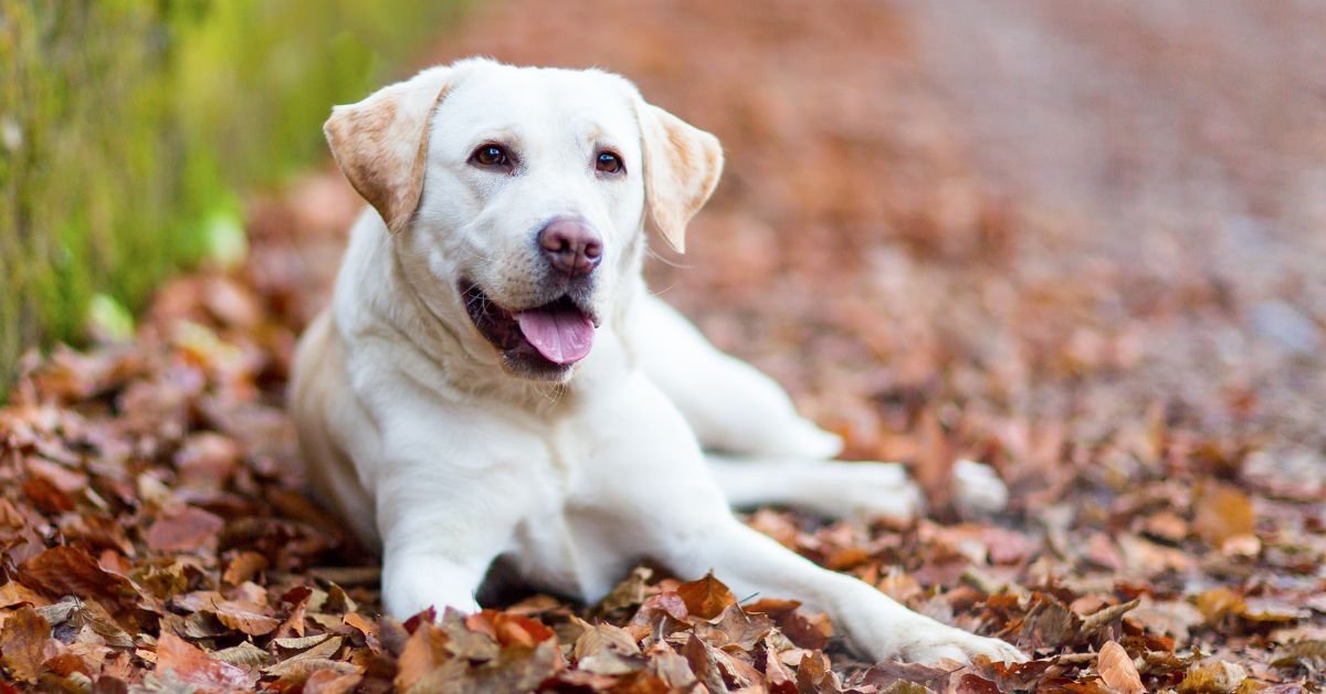Labrador Retriever -Best Dogs For Hiking And Climbing
