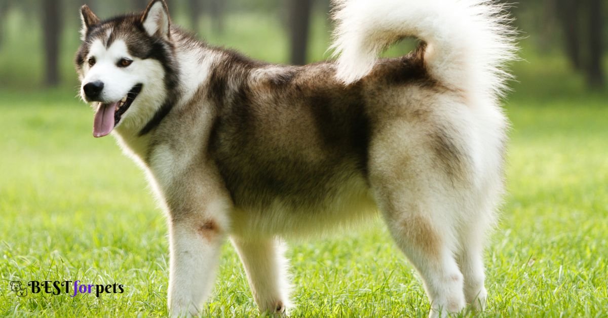 Alaskan Malamute-Best Dogs For Hiking And Climbing