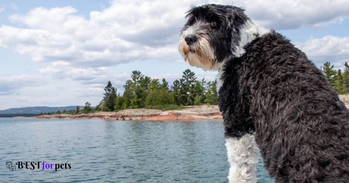 Portuguese Water Dog-Best Dogs For Hiking And Climbing