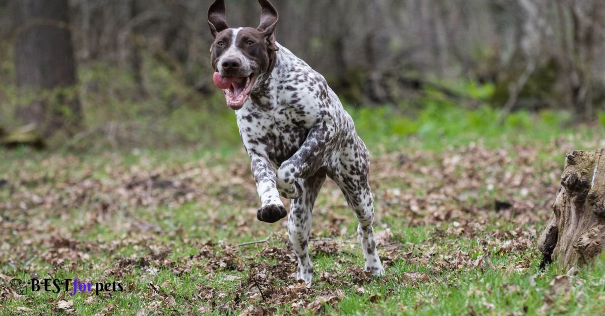 German Shorthaired Pointer-Best Dogs For Hiking And Climbing