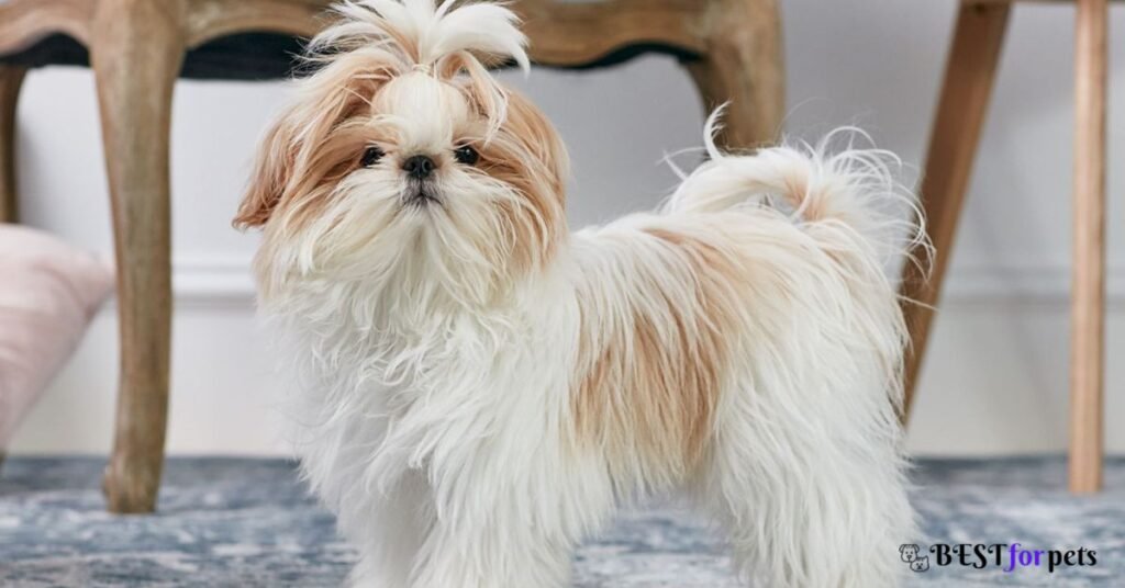 Shih Tzu-Best Family Dog Breed In The World