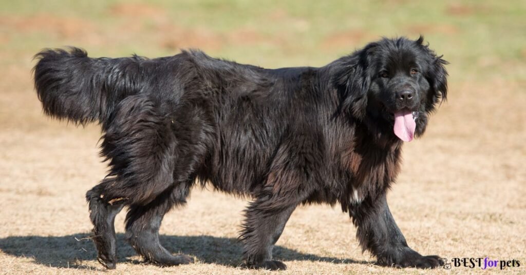 Newfoundland-Best Family Dog Breed In The World