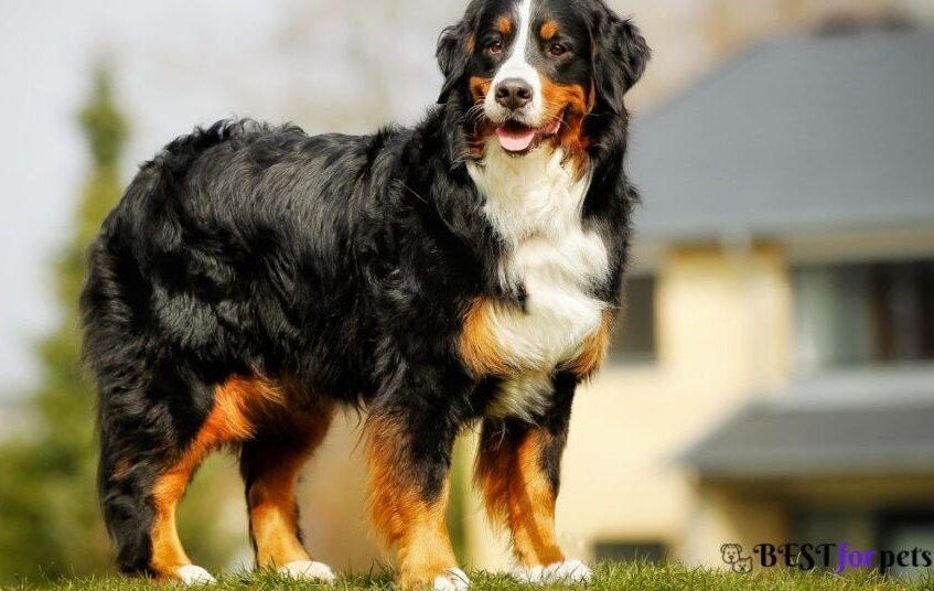 Bernese Mountain Dog-Best Family Dog Breed In The World