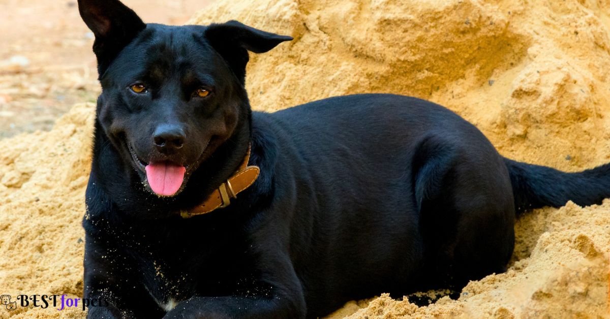 Black Dog Breeds In The World