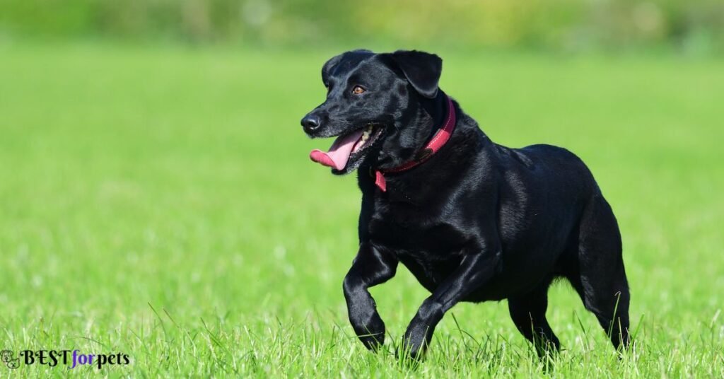 Labrador Retriever - Black Dog Breed In The World