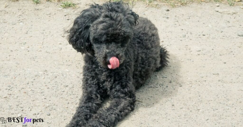 Poodle- Black Dog Breed In The World