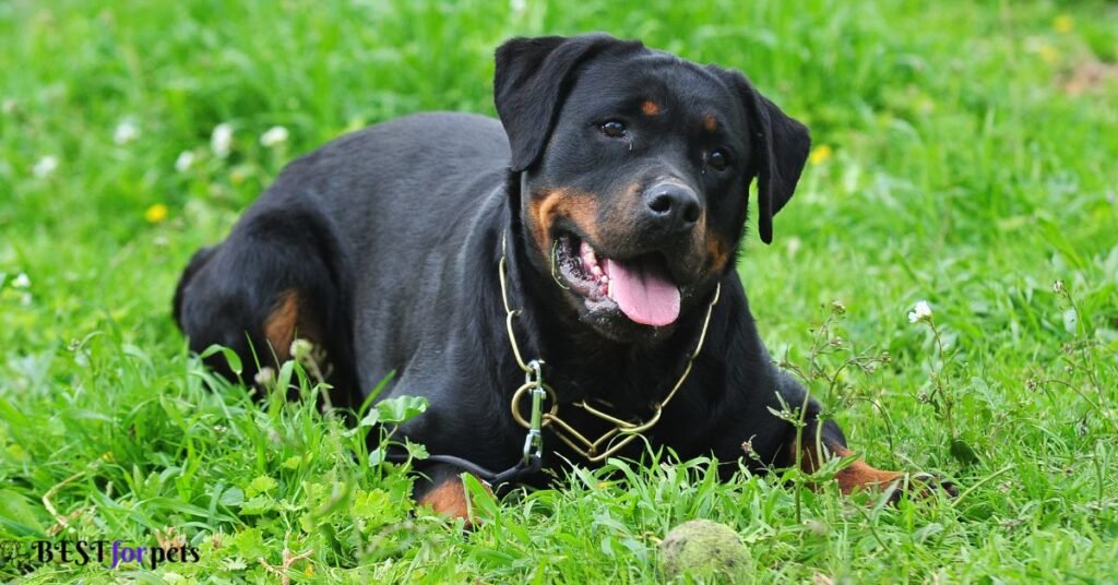Rottweiler - Black Dog Breed In The World