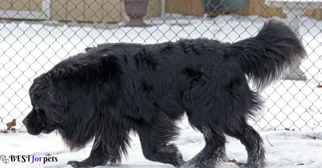 Newfoundland- Black Dog Breed In The World