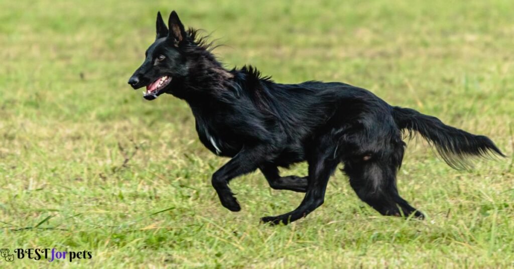 Belgian Sheepdog- Black Dog Breed In The World