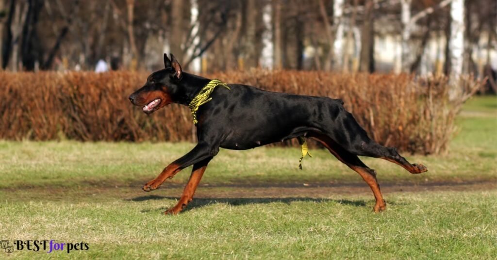 Doberman Pinscher- Black Dog Breed In The World
