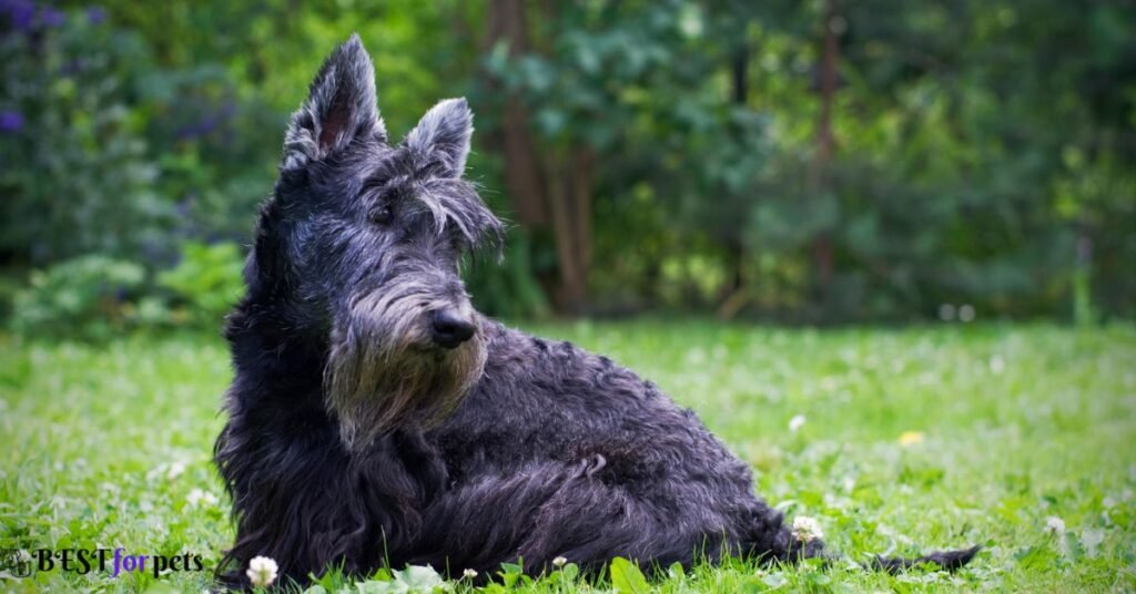 Scottish Terrier- Black Dog Breed In The World