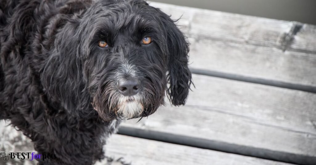 Portuguese Water Dog- Black Dog Breed In The World