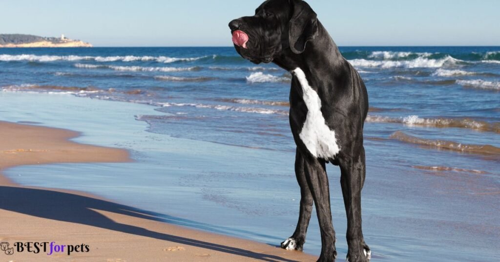 Great Dane - Black Dog Breed In The World