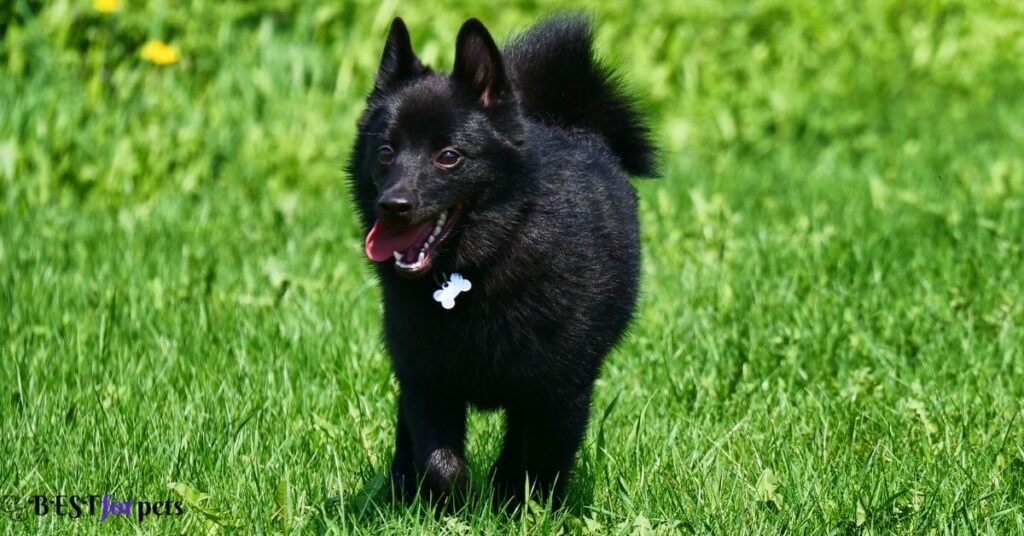 Schipperke - Black Dog Breed In The World